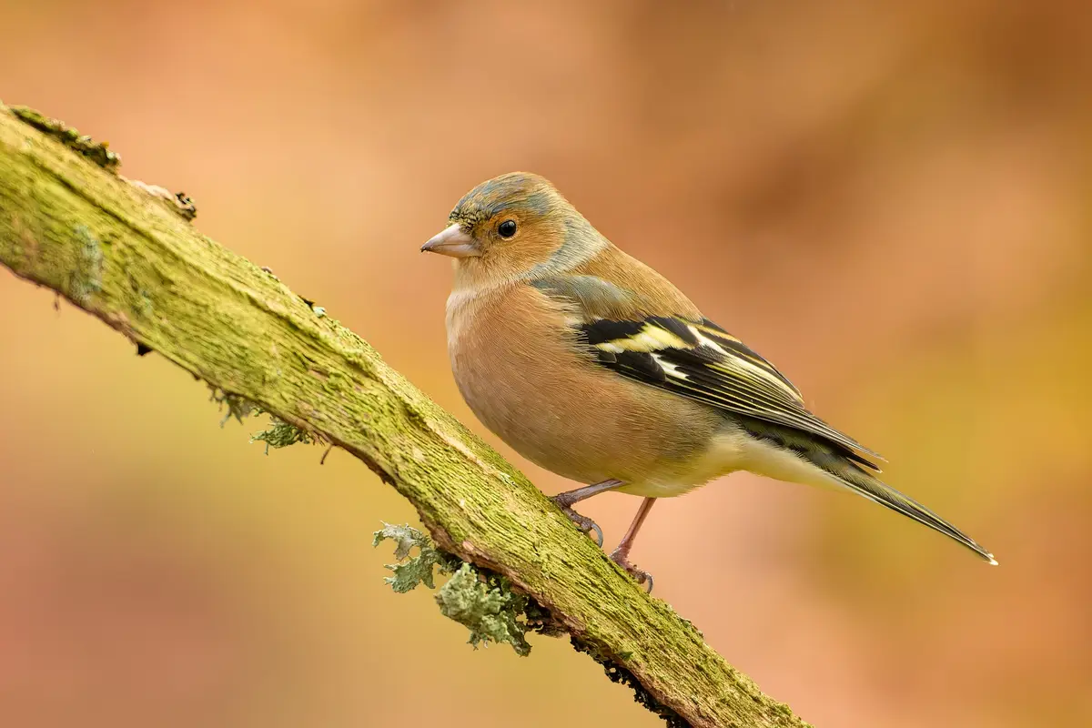 Meet the Charming Chaffinch: A Closer Look at Fringilla coelebs