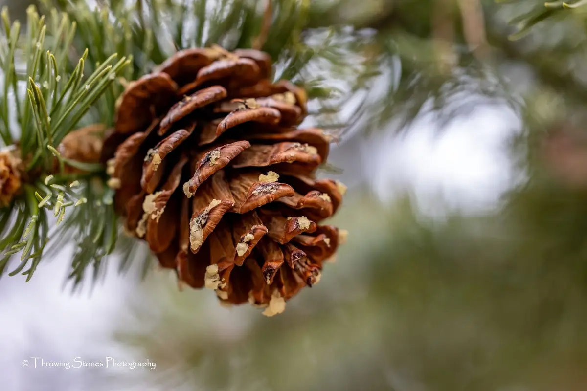 Nature's Unique Pine Cone
