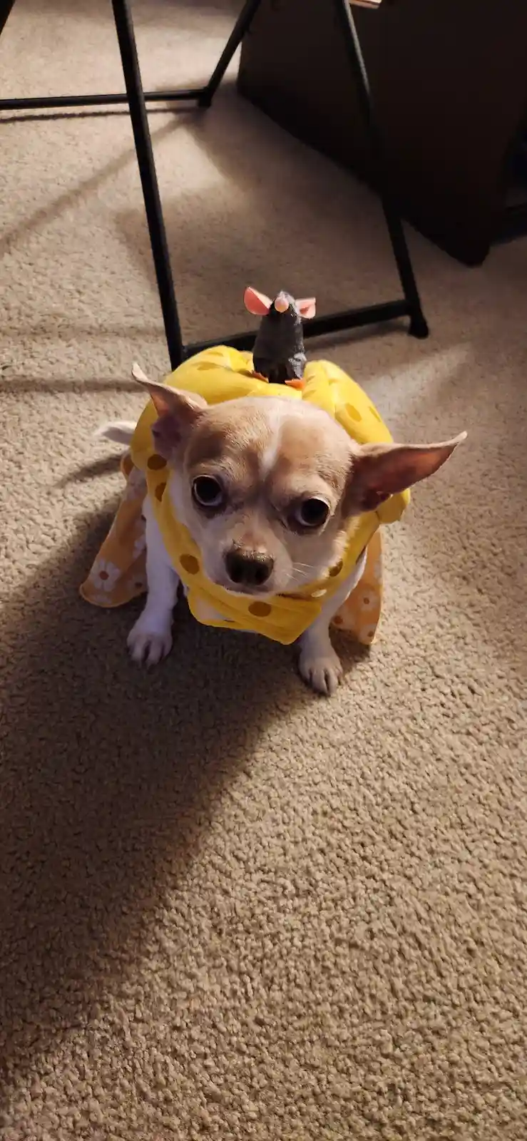 A small chihuahua wearing a yellow pumpkin costume with a tiny mouse figurine perched on its back, looking directly at the…