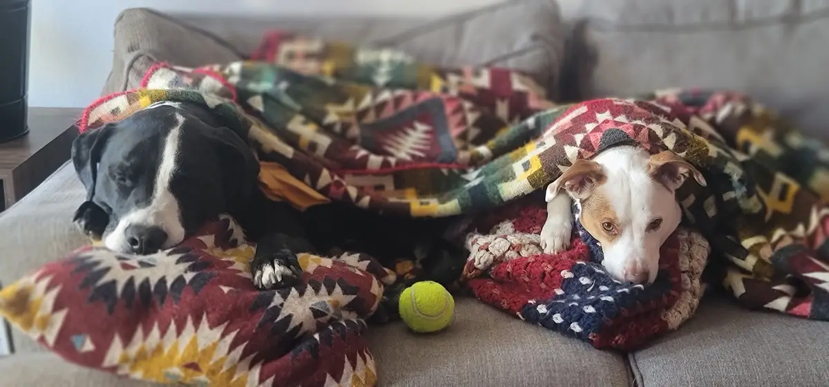 Two dogs are cozily tucked under a colorful patterned blanket on a gray couch, one black and white dog appears asleep while…