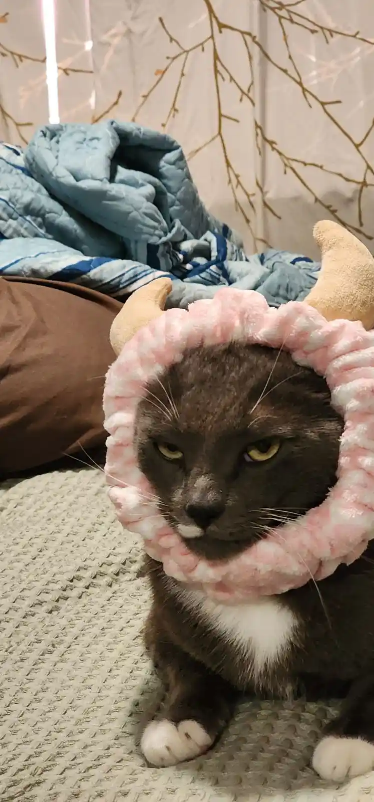 A gray cat with a white chest and paws sits on a textured gray blanket, wearing a pink and white fluffy headband with two…