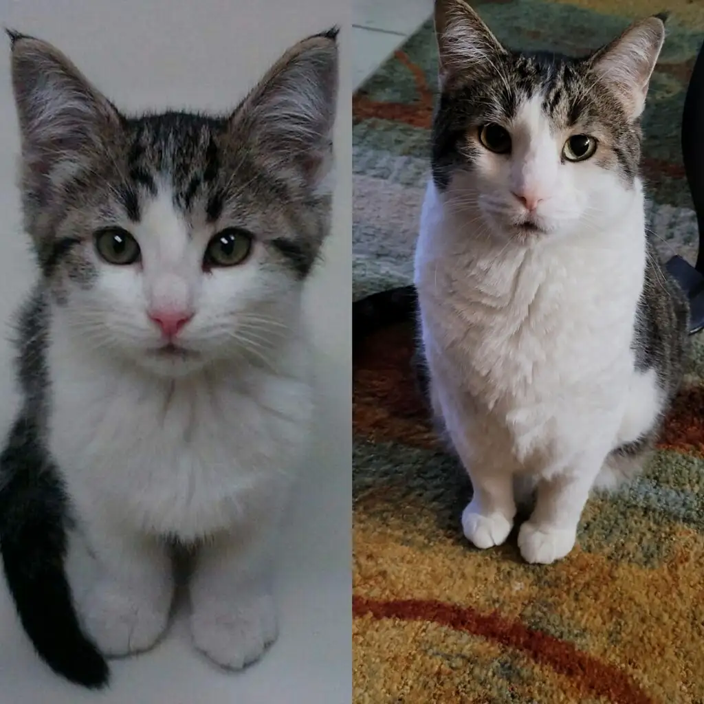 Meet the Best Boy!
