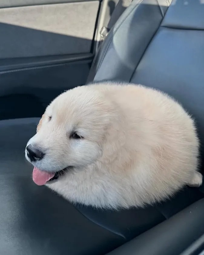 A fluffy, light-colored puppy is curled up and resting on a black car seat, its tongue slightly out and eyes half-closed in…