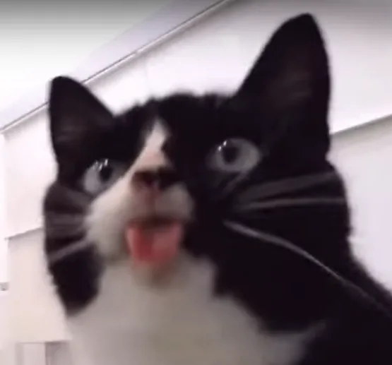 A close-up of a black and white cat with wide, startled eyes and its tongue sticking out, looking directly at the camera…