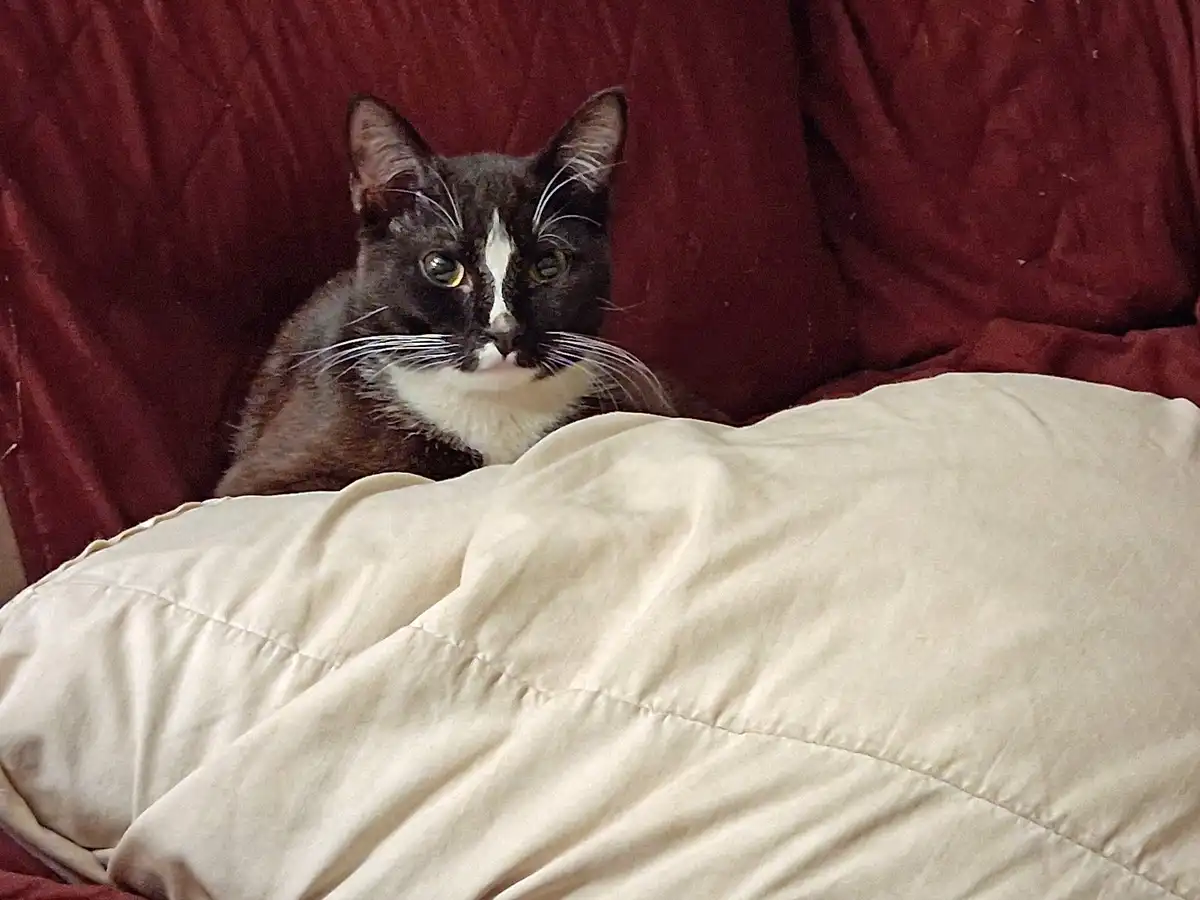 A black and white cat with a white blaze on its face and chest sits alertly behind a beige quilted blanket on a red fabric…