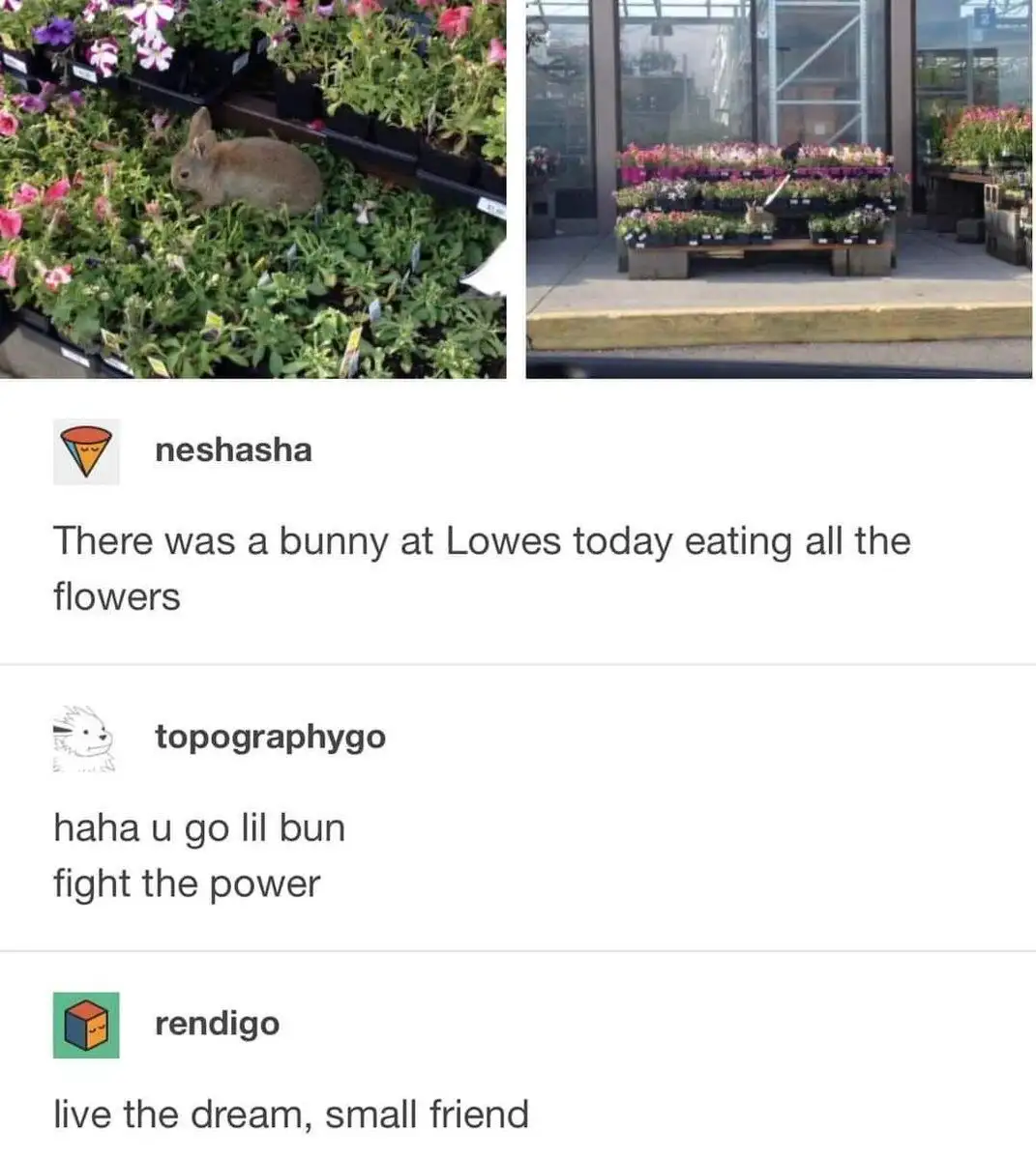 The image shows a small brown bunny nestled among potted flowers in a garden center, with a wider shot showing the bunny on…