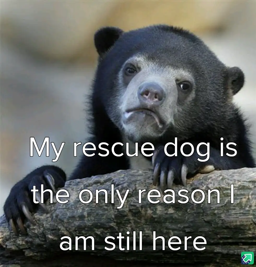 A close-up photo of a sad-looking spectacled bear resting its paws on a log, with white text overlaid that reads 'My rescue…