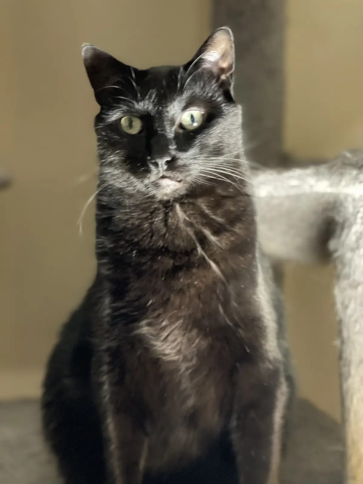 A black cat with green eyes sits upright and stares directly at the camera with a stern, unimpressed expression, its mouth…