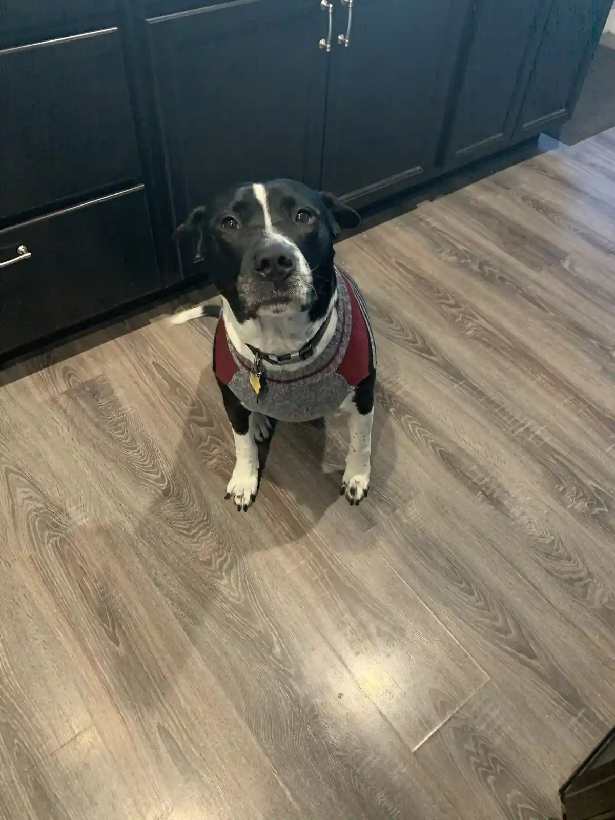A black and white dog with a white stripe down its face sits on a light wood-grain floor in front of dark kitchen cabinets…