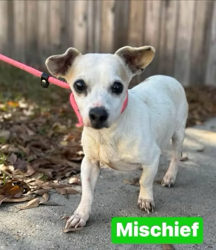 The Art of Mischief