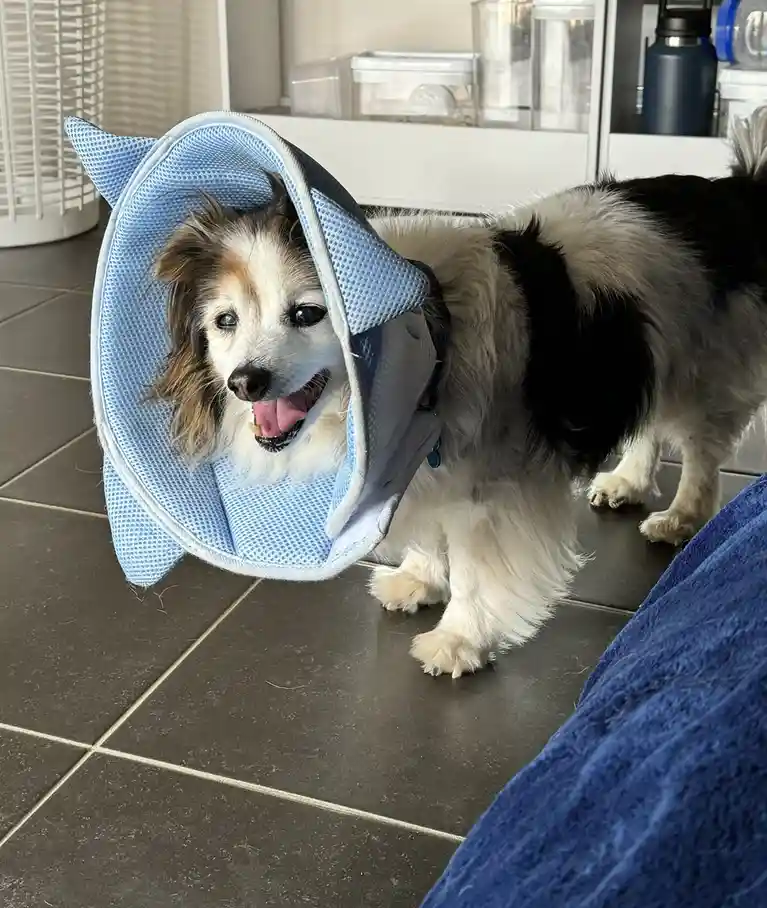 A small, fluffy dog with black, white, and brown fur wears a light blue, mesh cone collar with dolphin-shaped ears. The dog…