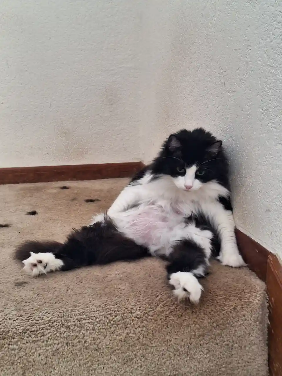 A fluffy black and white cat is lounging on a beige carpet in a corner, with its belly exposed and paws stretched out…
