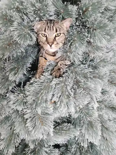 Impatiently Waiting for the Tree Inspection to Wrap Up Before Decorating
