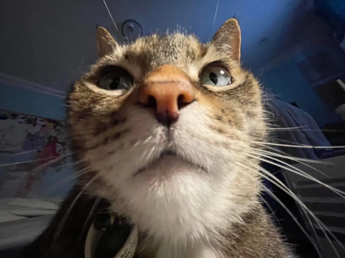 A close-up, low-angle shot of a tabby cat looking directly at the camera with wide, startled eyes and a slightly open mouth…