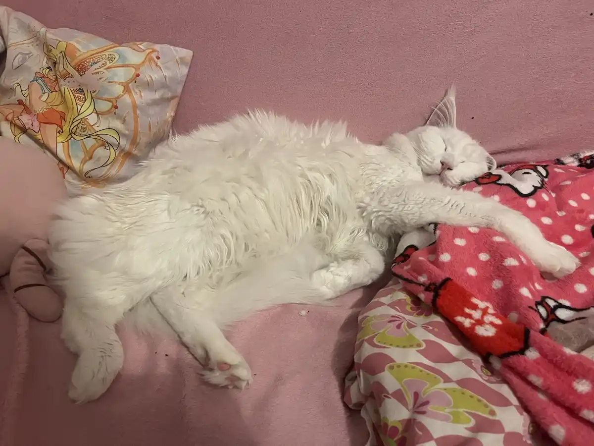 A fluffy white cat is sleeping soundly on its side on a pink bed, surrounded by colorful blankets and pillows, with its eyes…