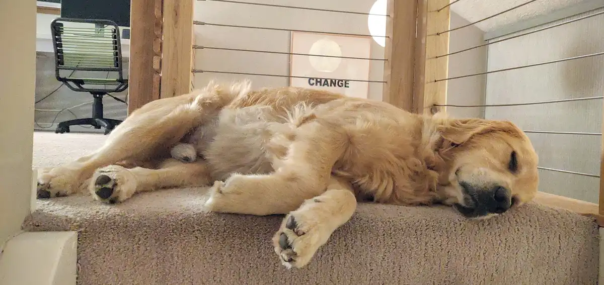 A golden retriever is lying on its back on a carpeted stair landing, appearing to be sleeping or resting with its legs…