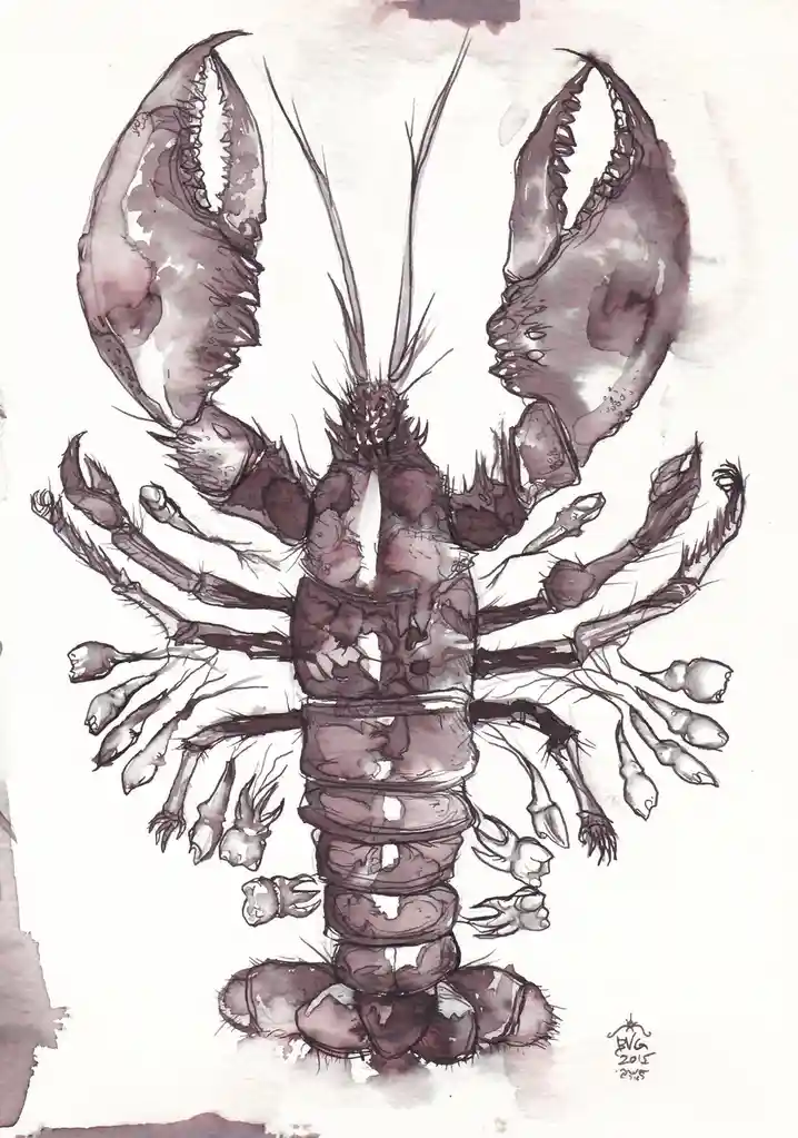 A watercolor and ink drawing of a lobster with a human face visible on its right claw, looking toward the viewer. The…