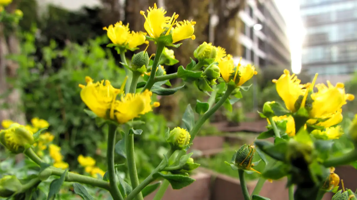 A close-up photo of bright yellow flowers with green stems and buds, set against a blurred urban background with buildings…