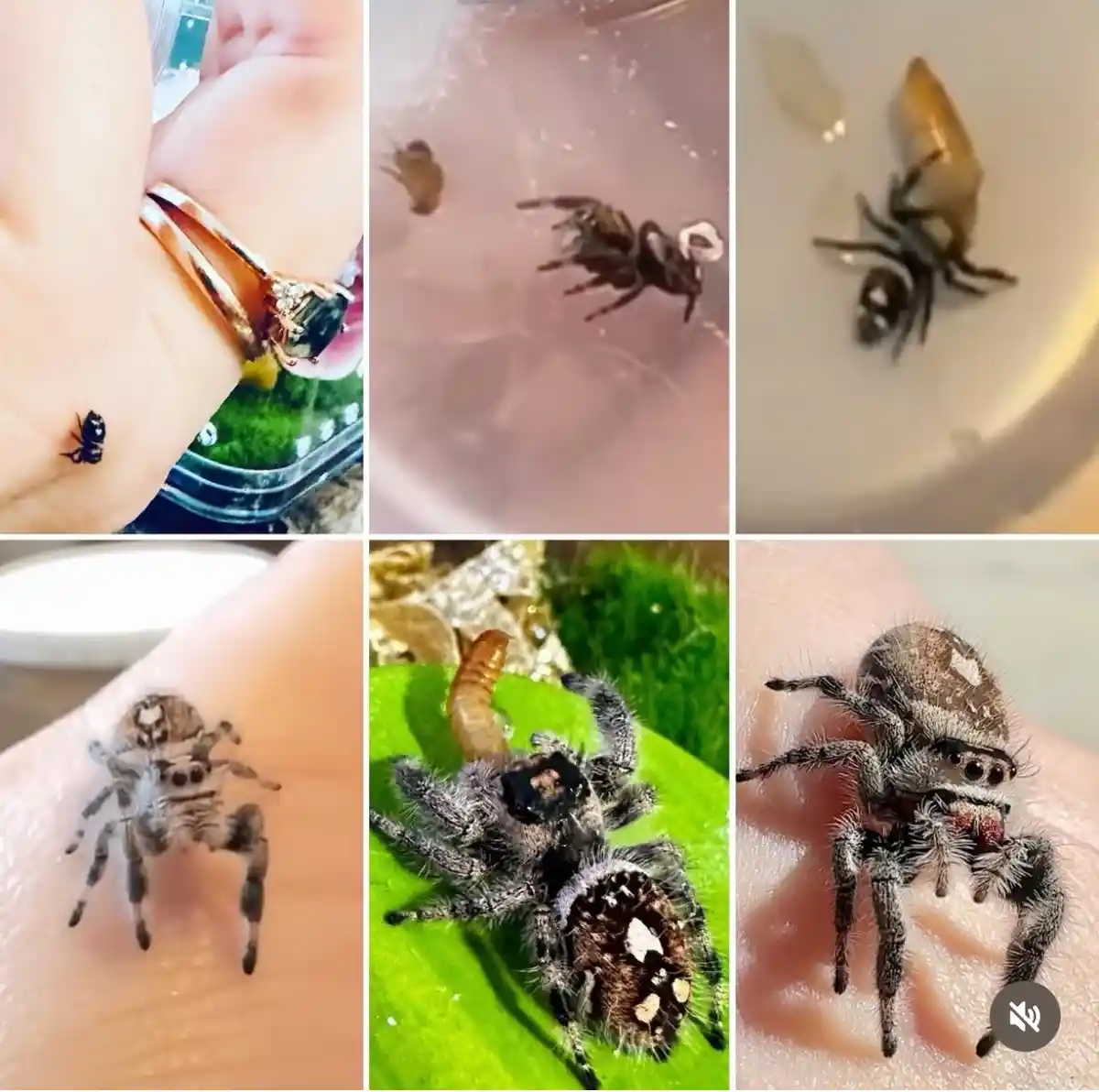 A six-panel collage shows a small, furry jumping spider in various scenarios: crawling on a person's wrist near a ring…