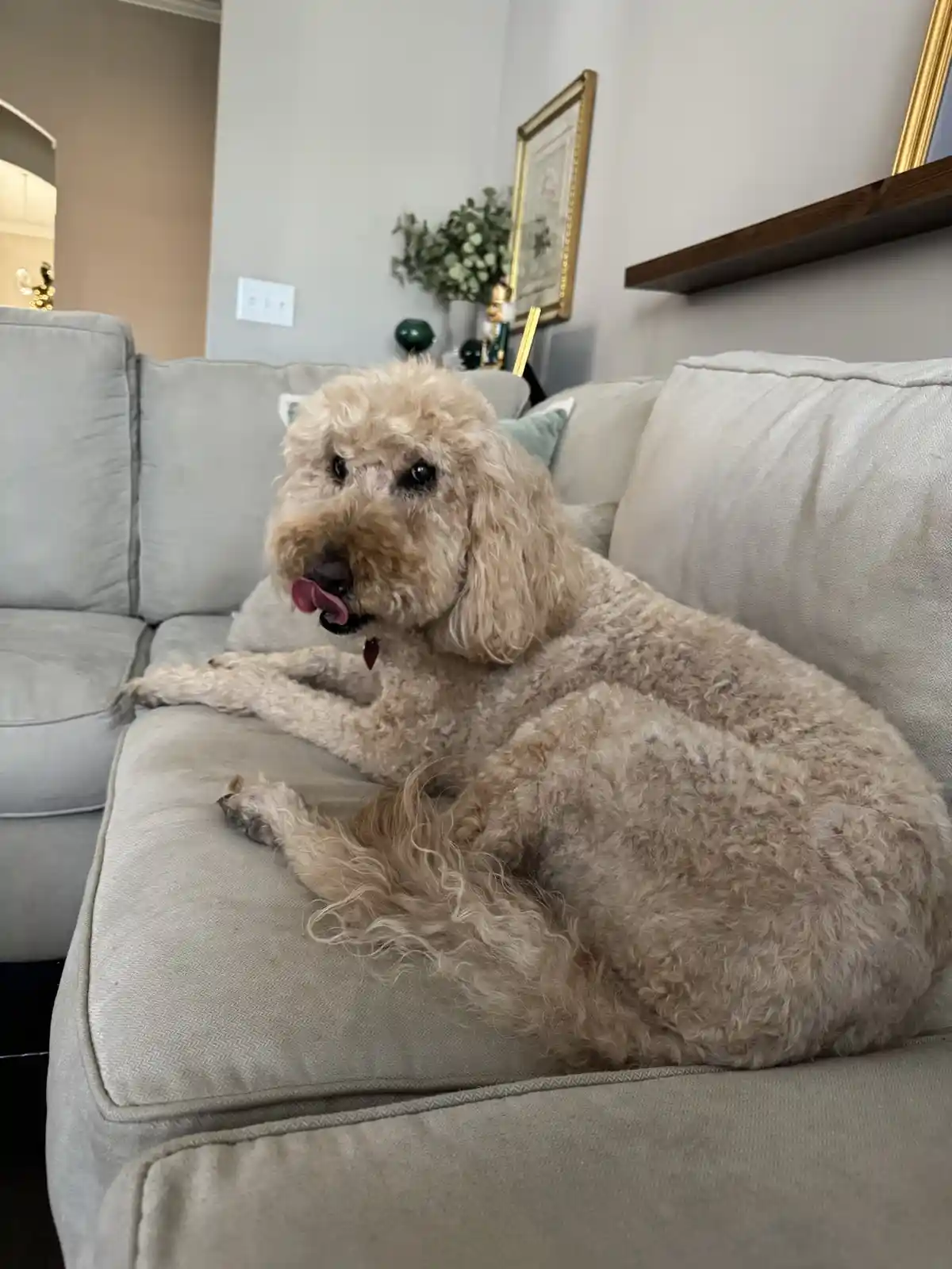 Meet Our Adorable 13-Year-Old Goldendoodle
