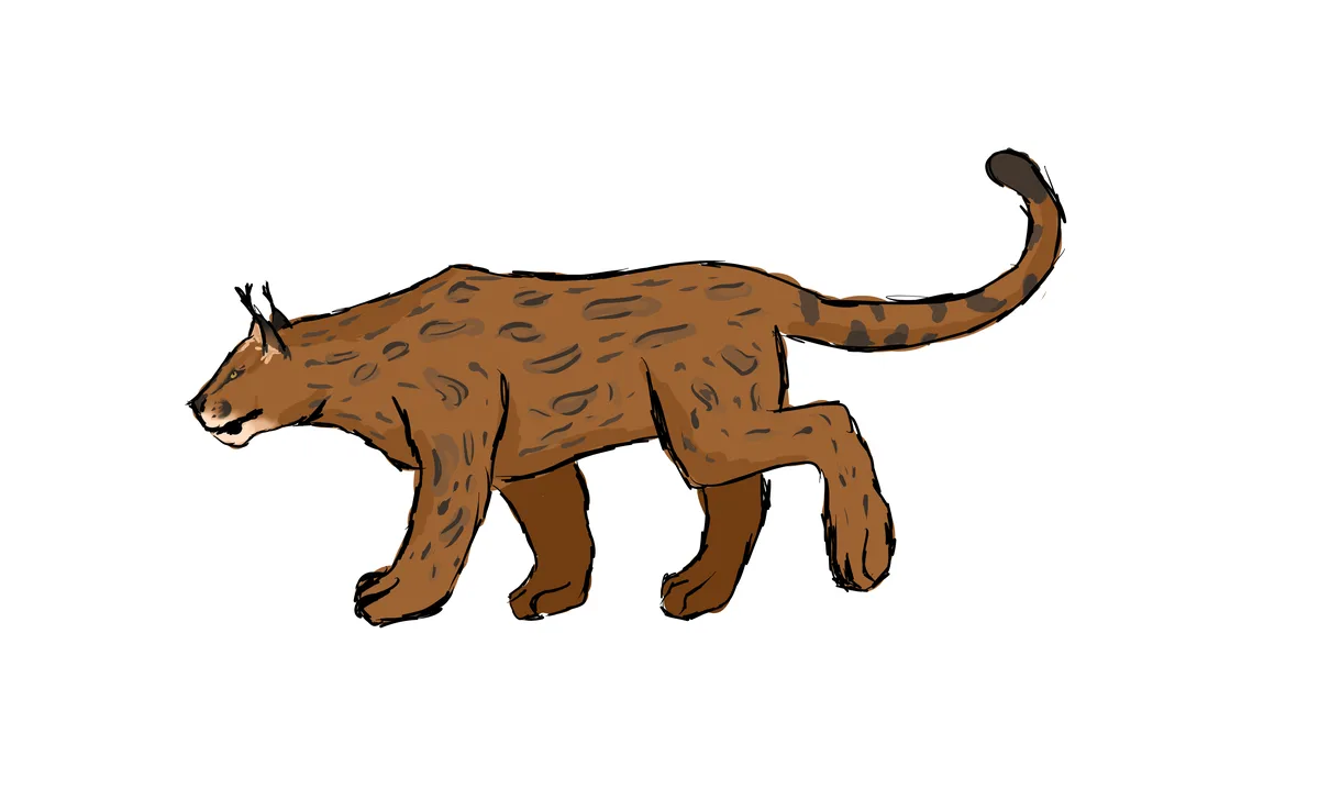 A cartoon illustration of a brown spotted wild cat, resembling a leopard or jaguar, walking left against a black background…