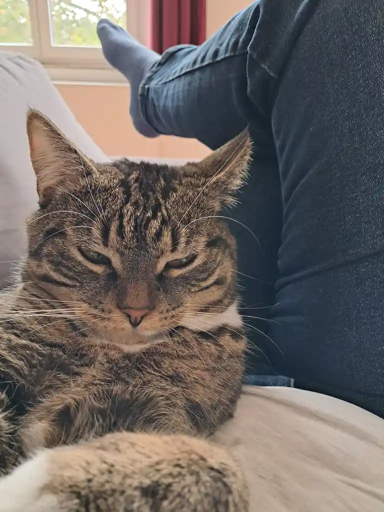 A tabby cat with a grumpy, unimpressed expression sits on a person's lap, who is wearing jeans and blue socks with one foot…