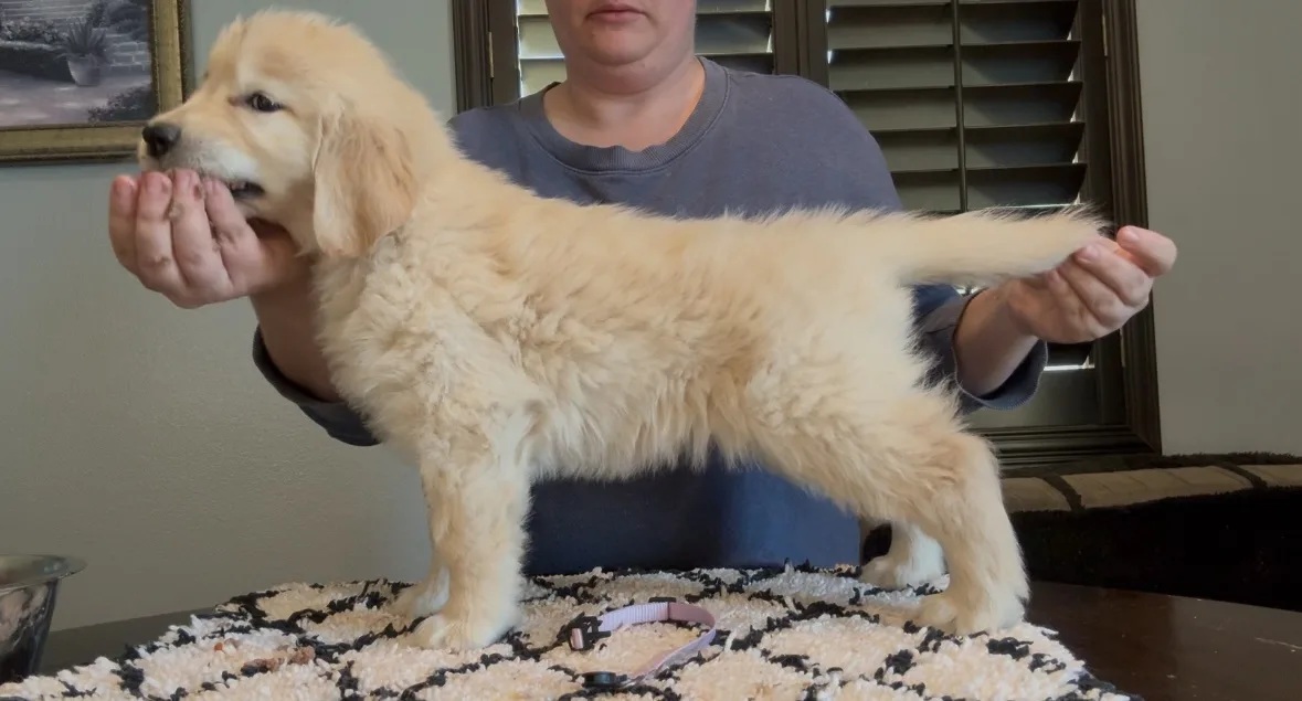 A person holds a golden retriever puppy upright on a patterned rug, supporting its body with both hands while the puppy…