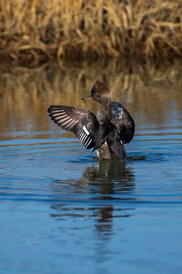 A bird, likely a hooded merganser, stands in calm blue water with one wing spread and the other tucked, appearing to be…