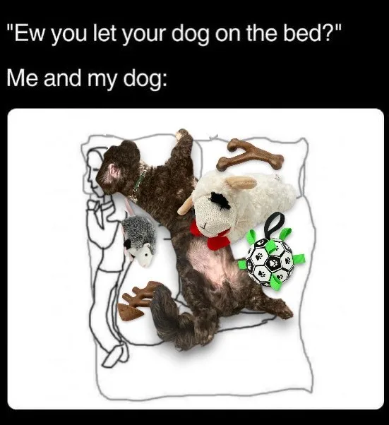 A dog plush toy is sprawled across a bed, surrounded by various dog toys including a sheep plush, a soccer ball toy, and…