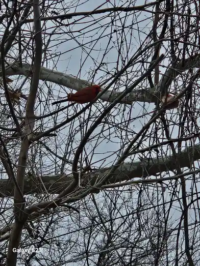 A bright red male cardinal perches on a thick branch of a leafless tree, surrounded by a dense network of bare twigs against…
