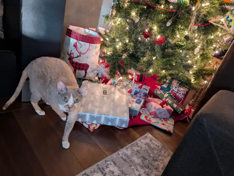 A light-colored cat with green eyes stands on a wooden floor near a decorated Christmas tree, looking directly at the camera…