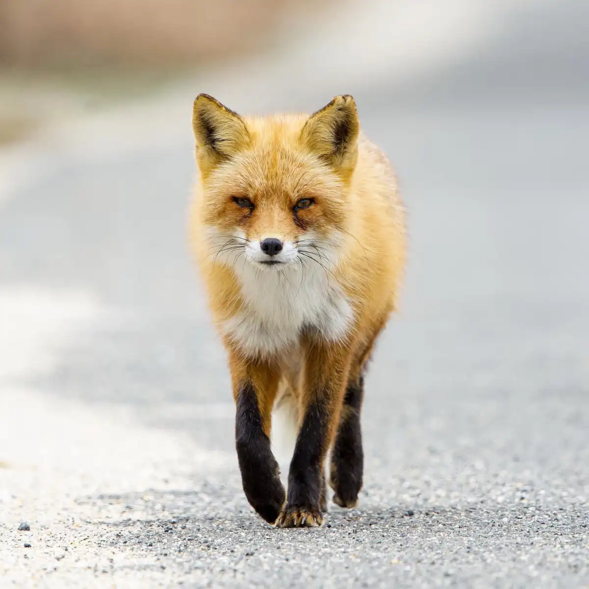 A red fox with a serious, intense expression walks directly toward the camera on a gravel road. The fox has orange-red fur…
