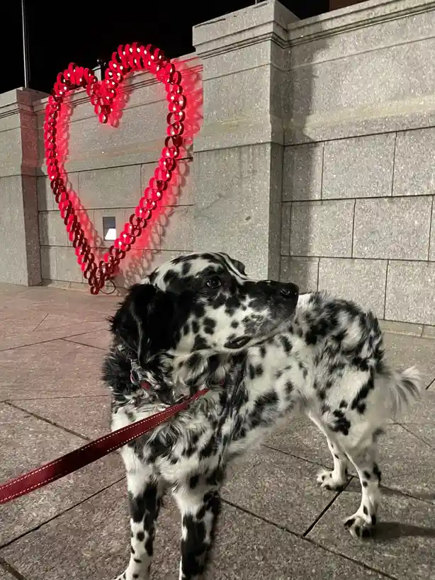 A black-and-white spotted dog stands on a sidewalk at night, looking away from the camera, with a large, glowing red…