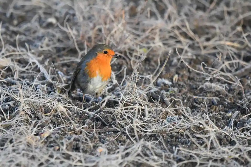 A small bird with a bright orange-red breast and grey back stands on frost-covered, dry grass. The overlaid text reads 'i'm…