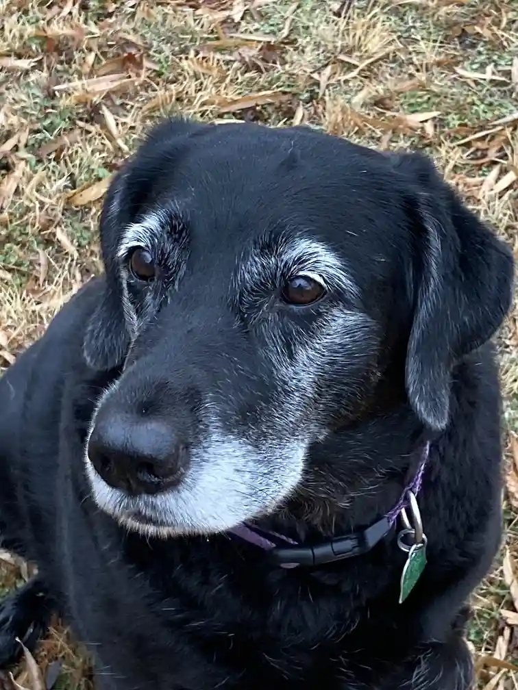 Lucy Sends Warm Wishes for a Merry Christmas and a Joyous New Year!