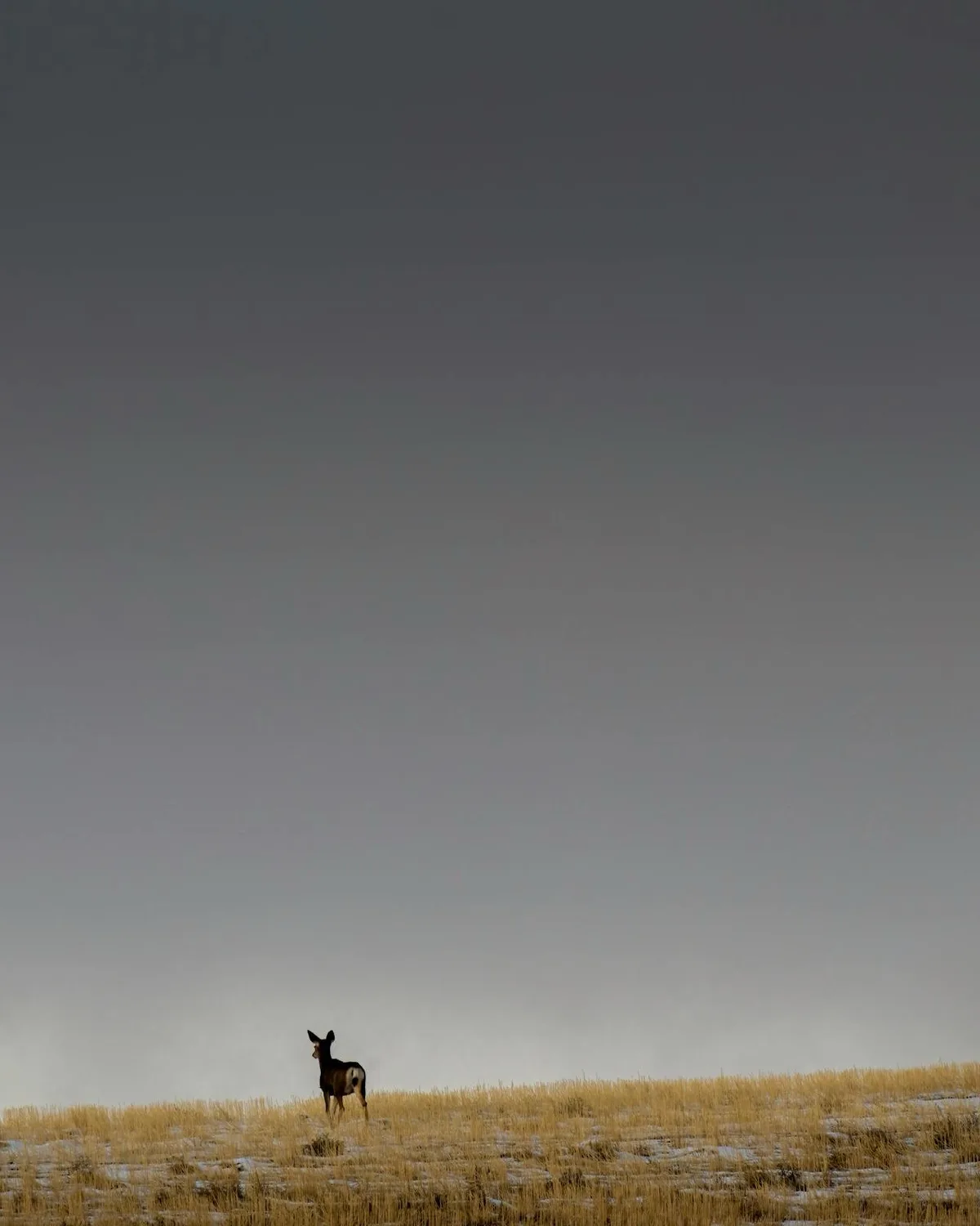 A solitary deer stands in a vast, open field of dry, golden grass under a large, overcast gray sky. The deer is positioned…
