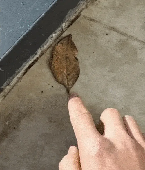 A six-panel image sequence shows a hand pointing at a dry leaf on concrete, then picking it up, followed by a butterfly…