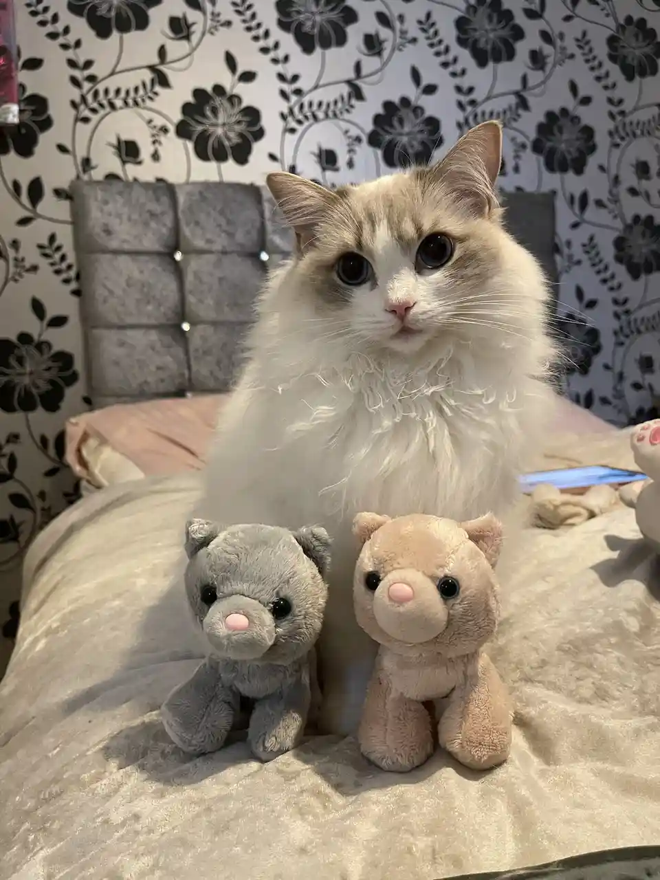 A fluffy, long-haired cat with large blue eyes sits on a bed in front of two small stuffed animal cats, one gray and one…