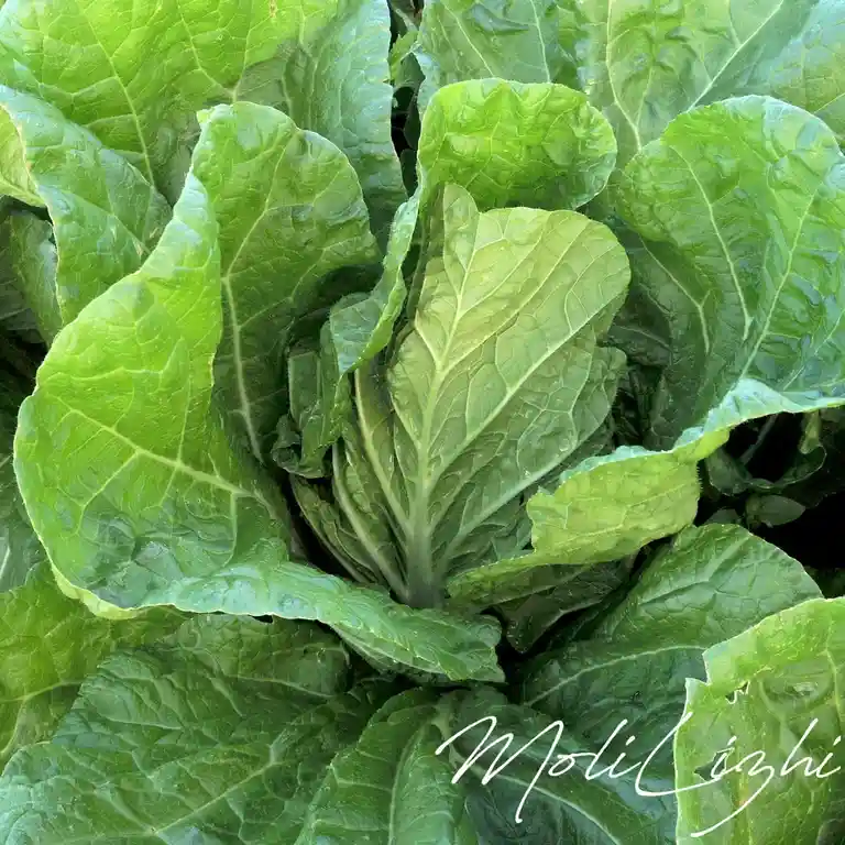 A close-up photograph of a vibrant green cabbage with large, textured leaves and visible veins, showing dewdrops on its…