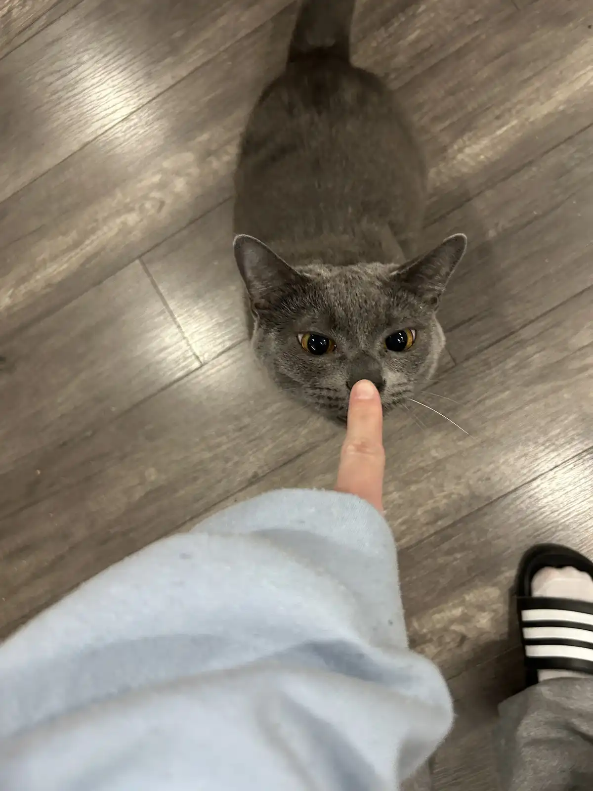 Giving Poe a playful boop on the snoot
