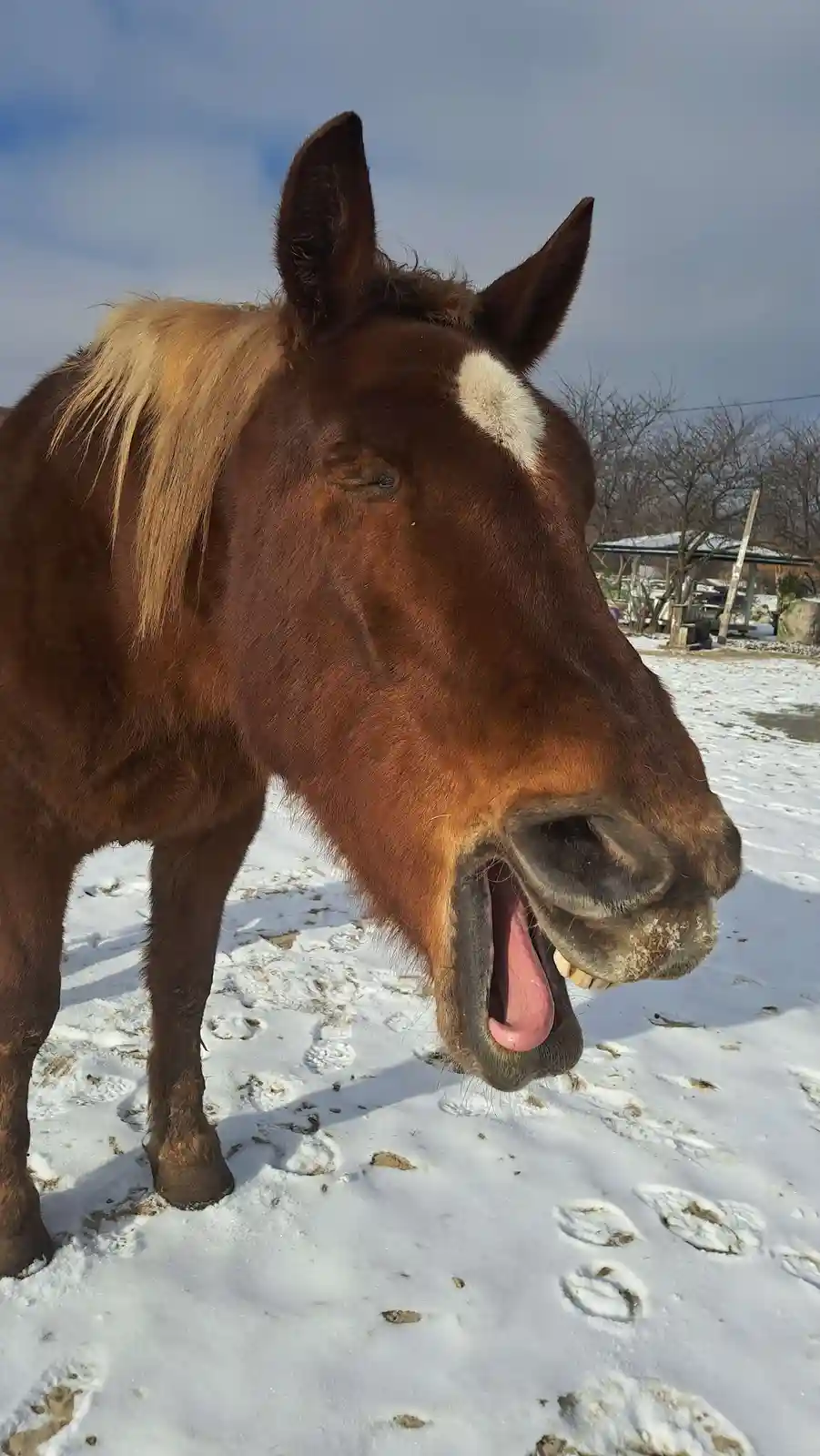 A brown horse with a white blaze stands in a snowy field, its mouth wide open with its tongue sticking out, one eye closed…
