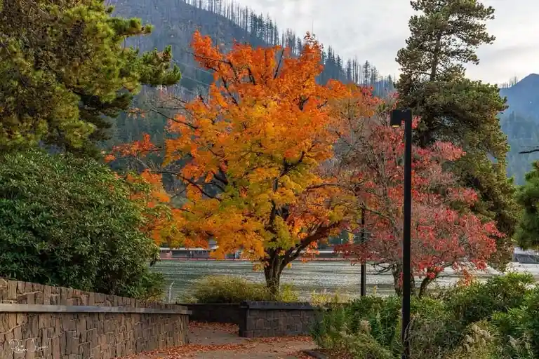A scenic autumn photo shows a vibrant orange and yellow tree near a path beside water, with evergreen trees and mountains in…