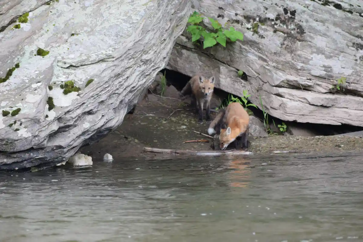Two red fox kits are near a rocky water's edge; one drinks while the other watches. The overlaid text reads 'foxes drinking…