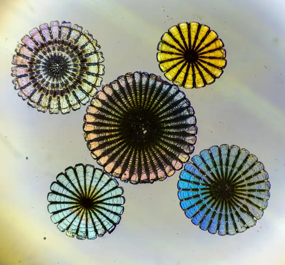 A microscopic image shows five circular, fan-shaped organisms with radial symmetry and iridescent colors including purple…
