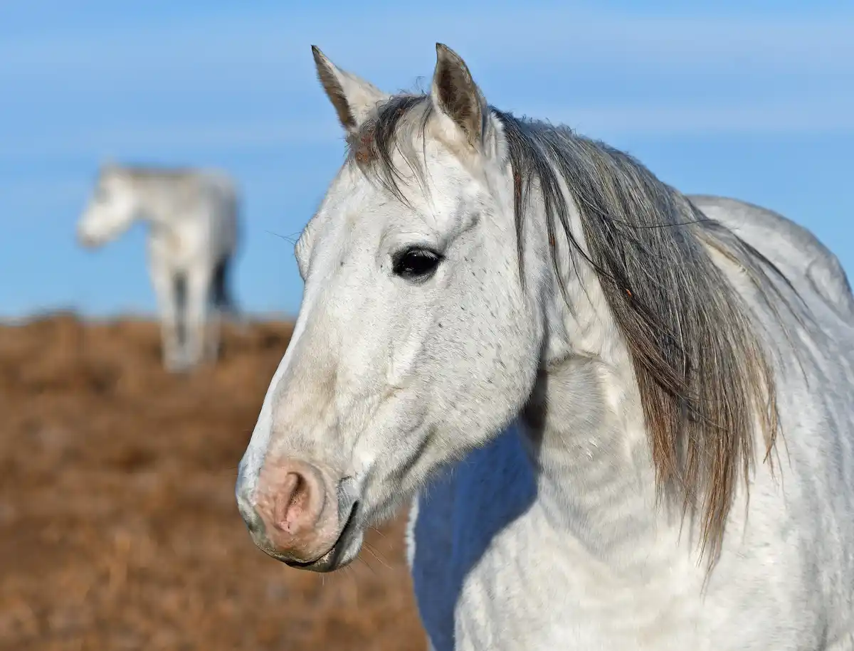 A close-up of a white horse with a calm, slightly unimpressed expression, looking away from the camera. In the blurred…