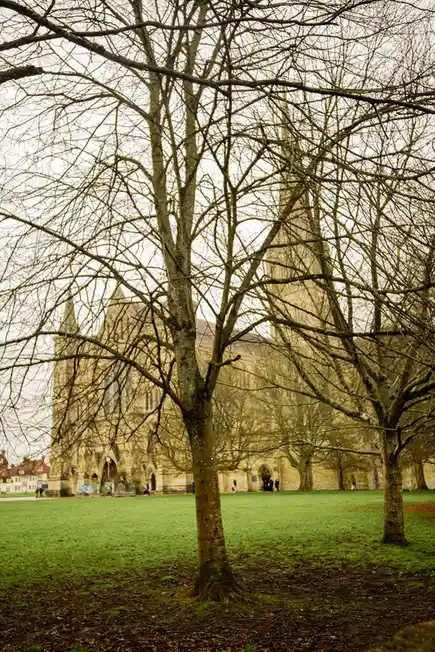 A photograph of a large, historic stone cathedral viewed through the bare branches of leafless trees in a grassy park. The…