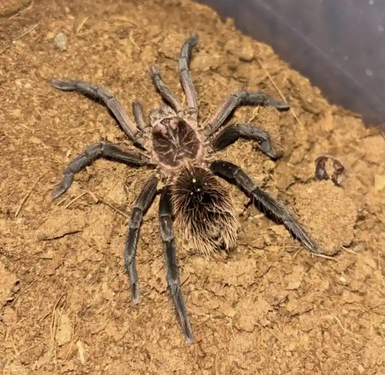 A large, hairy tarantula with dark legs and a fuzzy abdomen rests on brown, textured soil. The image has overlaid text that…