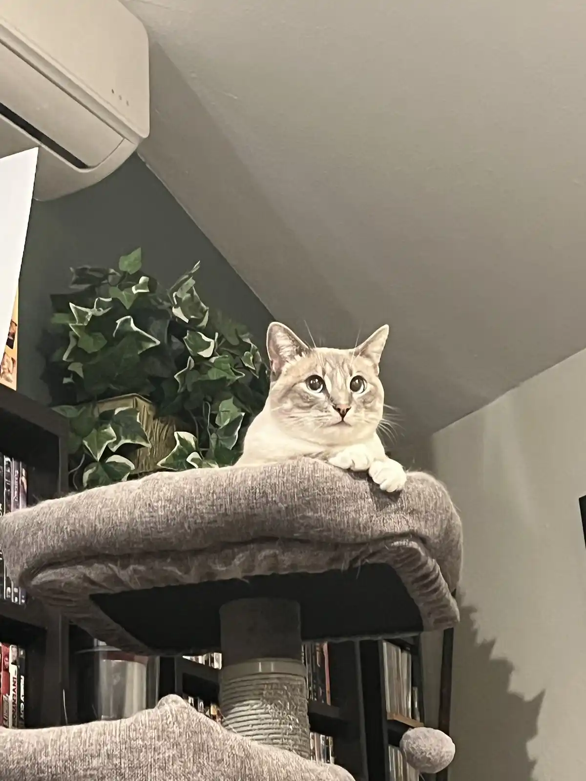 A light-colored cat with wide, expressive eyes sits atop a grey cat tree, looking down at the camera with a serious…