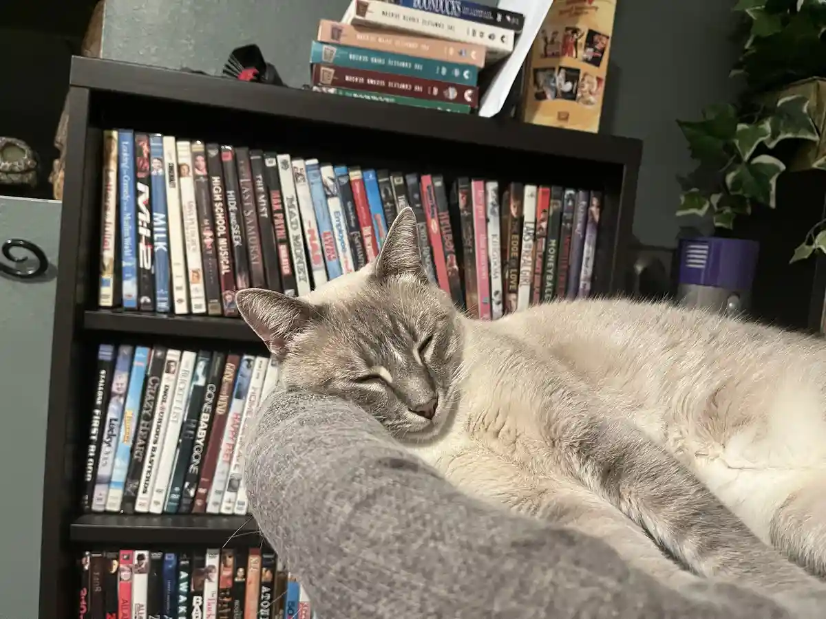 Daily Dose of My Cat Ivy: Day 303