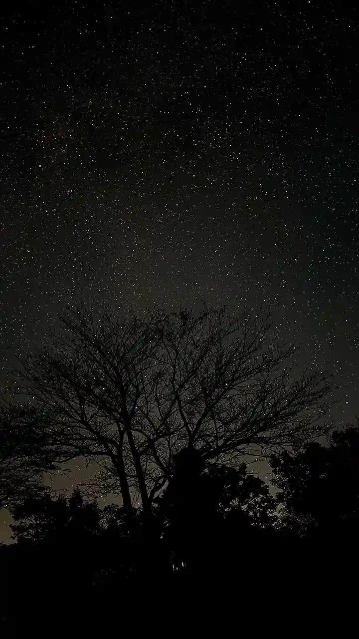 A night sky filled with countless stars is visible above the dark silhouette of a leafless tree. The overlaid text reads 'i…